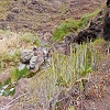Plants: image 73 Of 208 Thumb